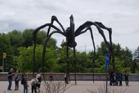 Spinne