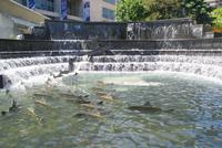 Springbrunnen