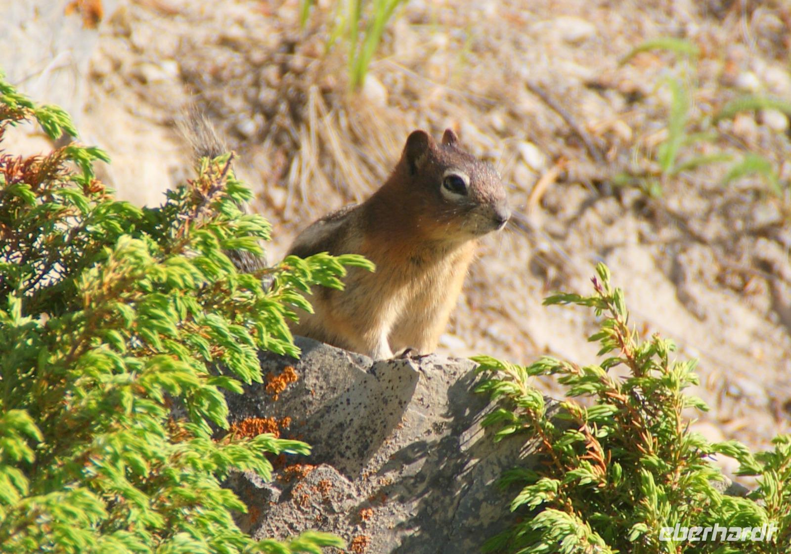 Squirll
