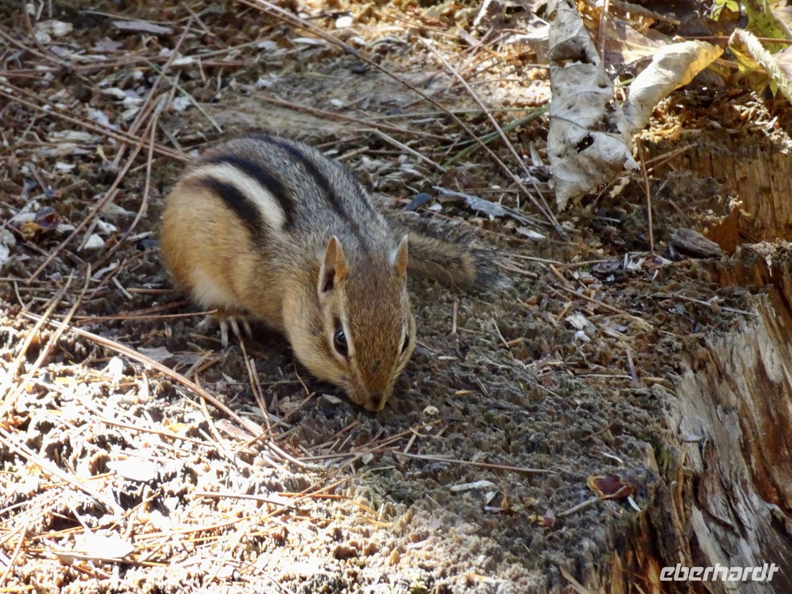 Streifenhörnchen 