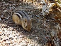 Streifenhörnchen 