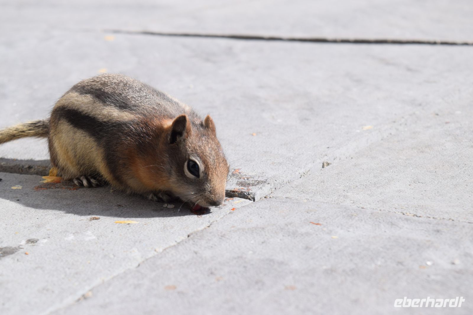 Streifenhörnchen