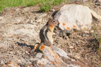 Streifenhörnchen