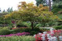 The Buchart Gardens