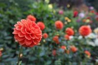 The Buchart Gardens