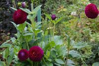 The Buchart Gardens