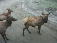 Tiere im Wildlife-Park