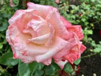 Tolle Rose