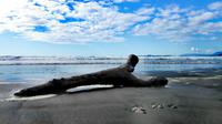 Treibholz am Long Beach