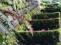 Treppe im Regenwald