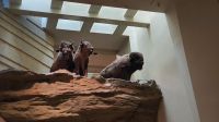 UNESCO-Weltkulturerbe Head-Smashed-In Buffalo Jump