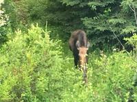 Unser Moose