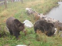 Vancouver - Grouse Mountain, sogar zwei Grizzly-Bären