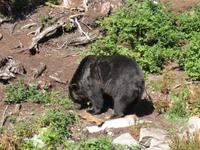 Vancouver - Grouse Mountain