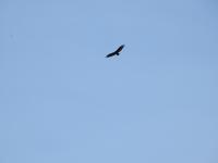 Vogel