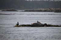 Walbeobachtung bei Victoria - Vancouver Island