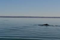 Walbeobachtung in Tadoussac - Dort sehen wir Zwergwale, Buckelwale und sogar Finnwale