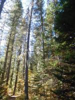 Wald in Kanada