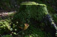 Waldstillleben
