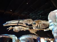 Walmuseum
