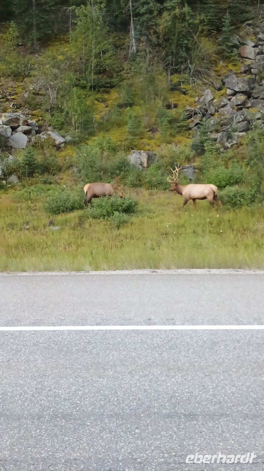Wapiti 