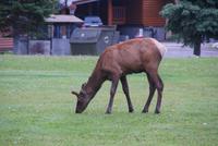 Wapiti Hirsch