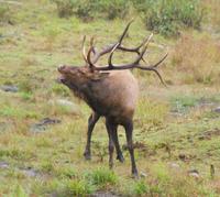 Wapiti Hirsch