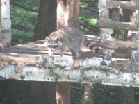 Waschbär