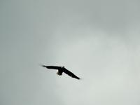 Weißkopfseeadler
