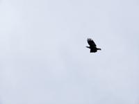 Weißkopfseeadler