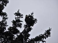 Weißkopfseeadler