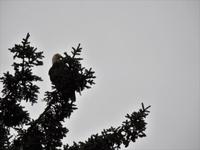 Weißkopfseeadler