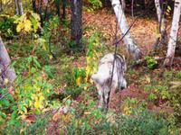 Wer bist du? Ein Wolf?