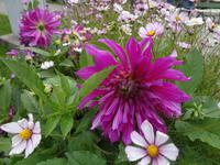 Whistler Blumen