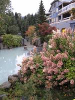 Whistler