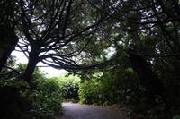 Wild Pacific Trail