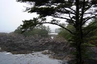 Wild Pacific Trail