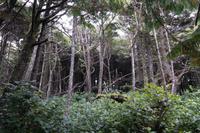 Wild Pacific Trail