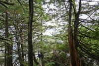 Wild Pacific Trail