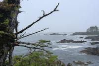 Wild Pacific Trail