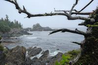 Wild Pacific Trail