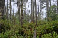 Wild Pacific Trail