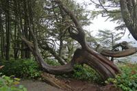 Wild Pacific Trail