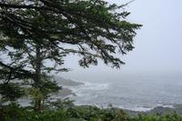 Wild Pacific Trail
