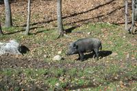 Wildschwein im Omega-Wildpark