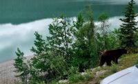 Wundervolle tierische Begegnung (2)