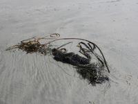 am Strand