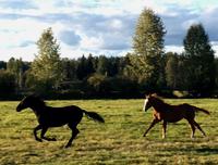 auf der Ranch