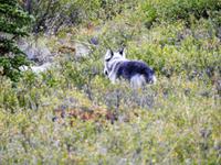 der andere Wolf