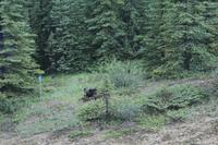 ein Grizzly!